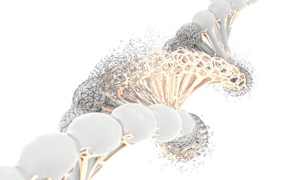 DNA Structure Evolution and Variation: Biotechnology and Genetic Replication