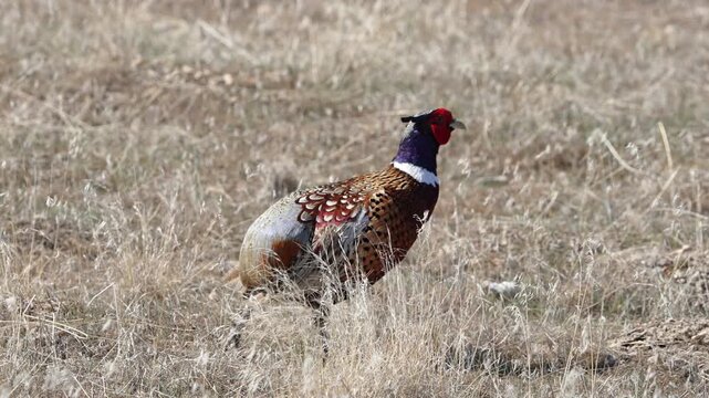 Close up of a Ring-necked Pheasant missing a tail as it walks through the grass in the Utah wilderness.