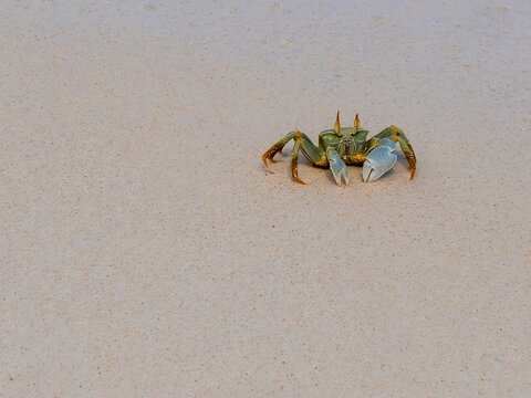 A horned ghost crab (Ocypode ceratophthalmus), photographed on Praslin