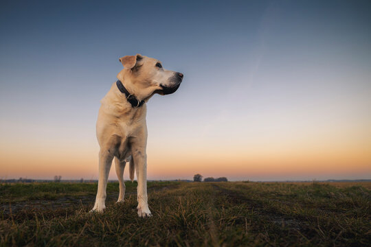 Senior Labrador Retriever standing on countryside dirt road during sunrise. Cute aging dog outdoors in warm morning light, pet lifestyle, nature walk, and animal companionship concept.