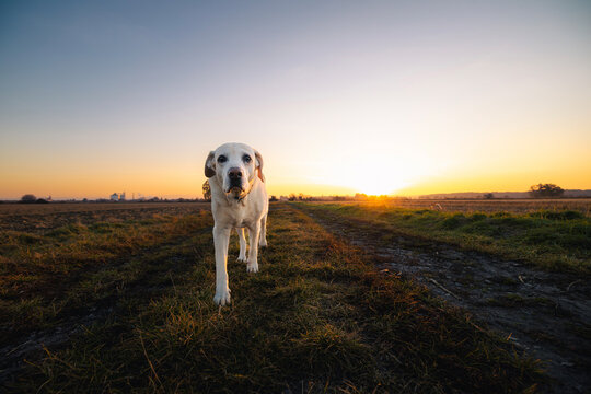 Senior Labrador Retriever walking on countryside dirt road during sunrise. Cute aging dog outdoors in warm morning light, pet lifestyle, nature walk, and animal companionship concept.