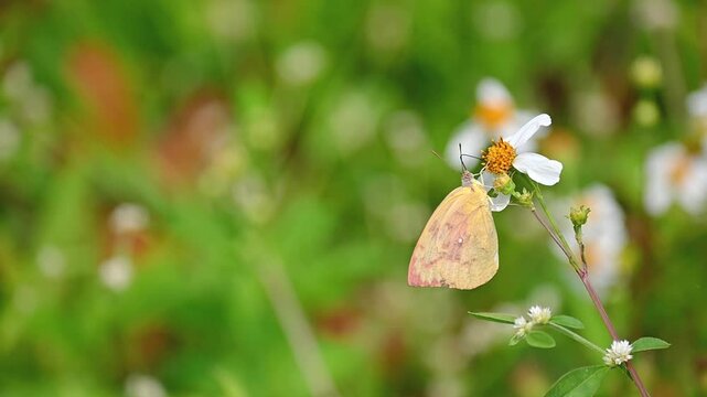 Slow motion of a Catopsilia pomona butterfly feeding on flower nectar, two male butterflies briefly disturb then fly away, peaceful garden with soft green bokeh
