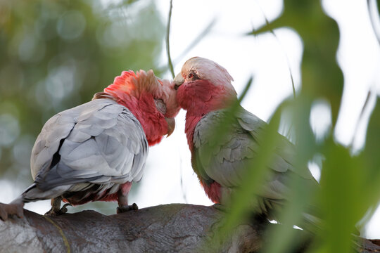 Pair of Galah cockatoos preening on branch, one bird with a missing eye