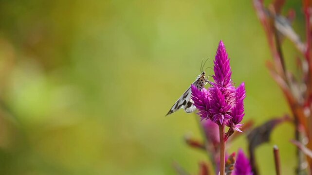 Slow motion close-up of a white Nyctemera adversata moth gently drinking nectar from delicate white flowers in a peaceful garden, swaying naturally with the breeze, with soft green bokeh background 