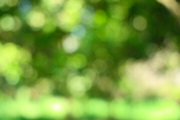 Obraz premium Abstract Blurry Green Nature Bokeh Background