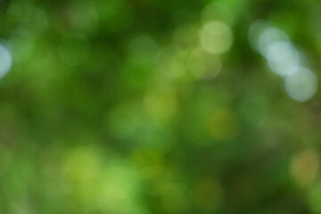 Obraz premium Natural green background with bokeh effect