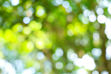 Fototapeta premium Abstract Green Nature Bokeh Background Texture