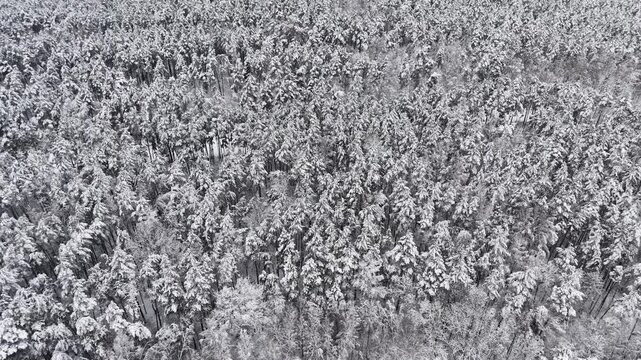 Untouched snow and dense pine trees