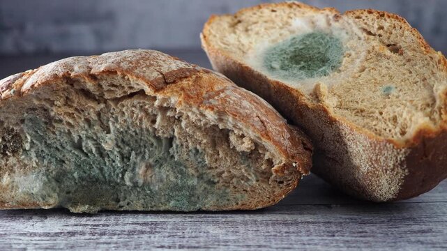 Moldy bread slices close up, green fungal growth on old stale baked food in slow motion.