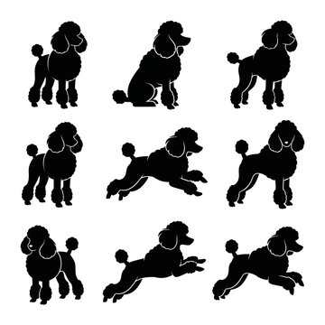 Black silhouettes of poodles in various poses.