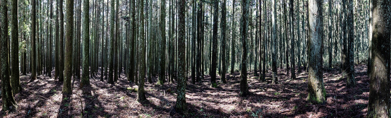 静岡県富士市にある富士ヒノキの美しい人工林パノラマ 