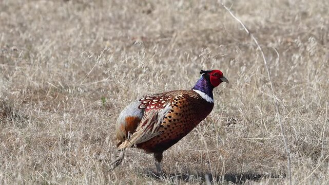 Close up of a Ring-necked Pheasant missing a tail as it walks through the grass as it grazes.