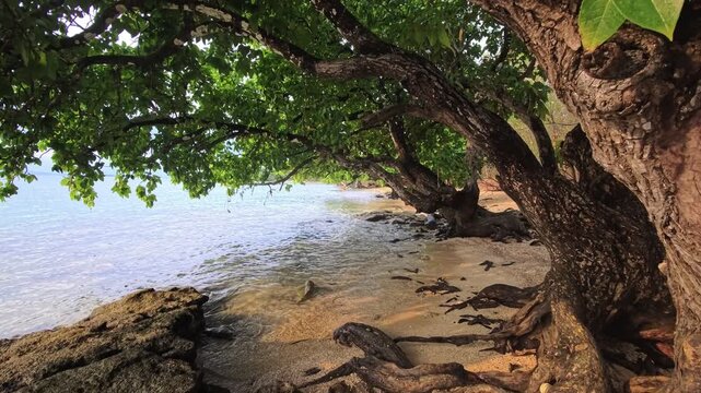 Coastal trees leaning over rocky shoreline with exposed roots
