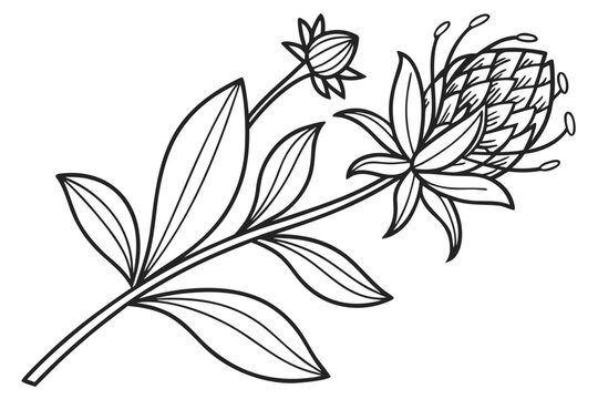 coloring page line art the gomphrena flower black vector