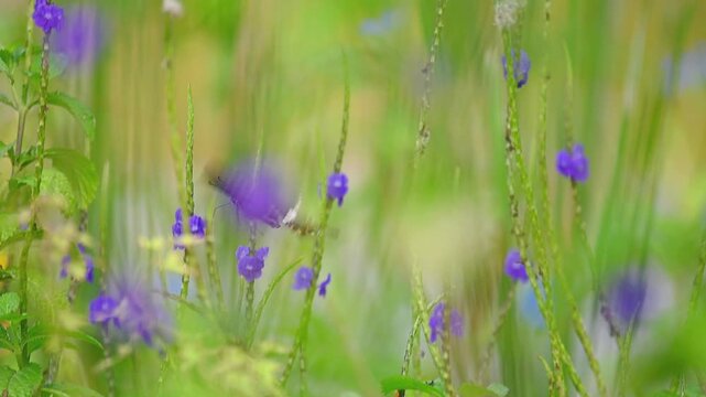 Slow motion of a Papilio polytes butterfly moving through a flower garden, landing and drinking nectar several times, then flying out of frame with camera panning
