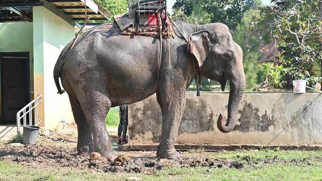 Asian elephant spraying water for soak itself during hot day in summer in wildlife conservation area in Chiang Rai province of Thailand. The Asian elephant is the largest land mammal in Asia.