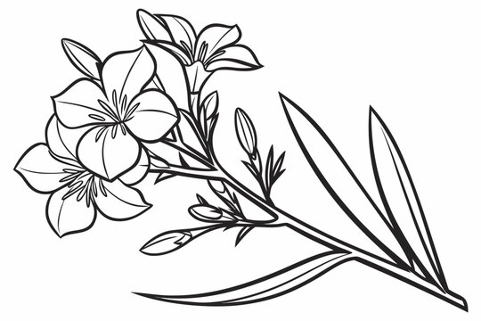 coloring page line art the oleander flower black vector