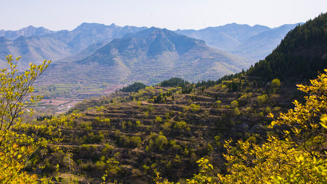 Terraced Hills in Shandong, China: Early Spring Morning Landscape with Lush Greenery and Distant Mountains