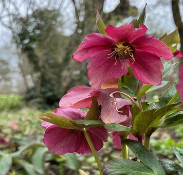 Blooming red hellebore  in a spring park.
