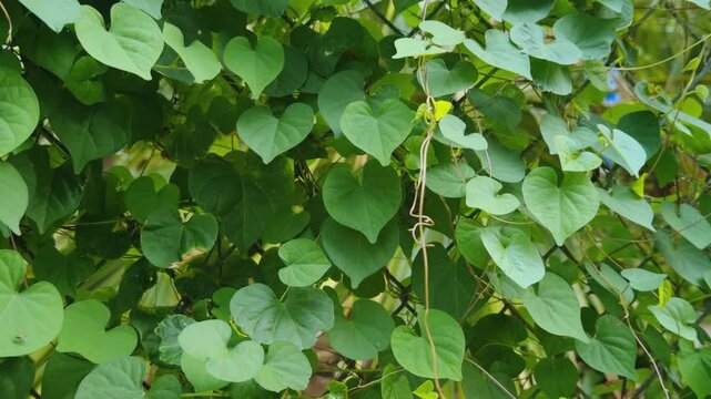 The Ipomoea obscura, obscure morning glory or the small white morning glory. Family Convolvulaceae. Centennial Park Waikiki. City of Honolulu, Ohau, Hawaii. 