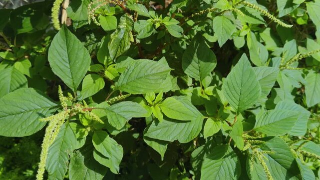 Amaranthus spinosus,  the spiny amaranth, spiny pigweed, prickly amaranth or thorny amaranth. Centennial Park Waikiki. City of Honolulu, Ohau, Hawaii. 