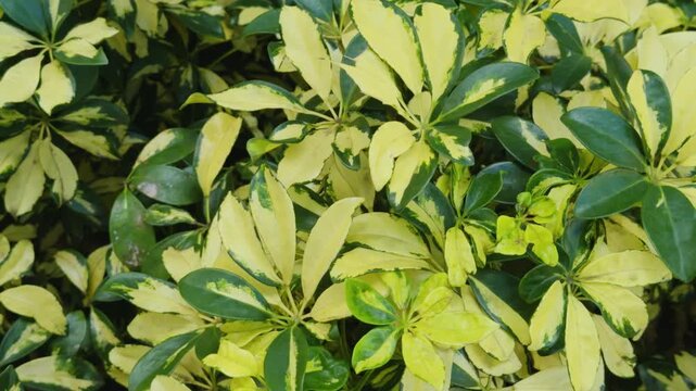 Heptapleurum arboricola  is a flowering plant in the family Araliaceae. dwarf umbrella tree. A variegated cultivar.   Waikiki, City of Honolulu, Ohau, Hawaii. 