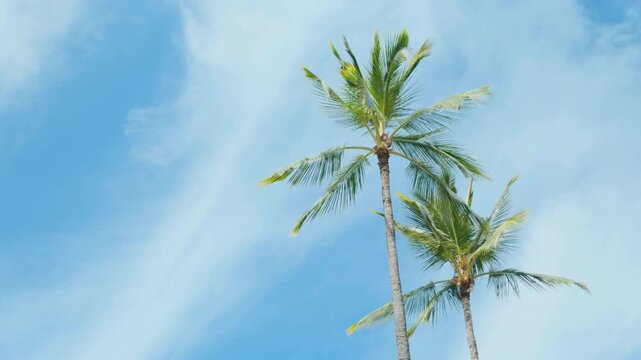 The coconut (Cocos nucifera) is a member of the palm family (Arecaceae) and the only living species of the genus Cocos. Centennial Park Waikiki. City of Honolulu, Ohau, Hawaii. 