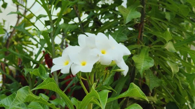 Plumeria pudica is a species of the genus Plumeria (Apocynaceae). Golden Arrow or Gilded Spoon. Sri Supakorn or Pink pudica.   Waikiki, City of Honolulu, Ohau, Hawaii. 