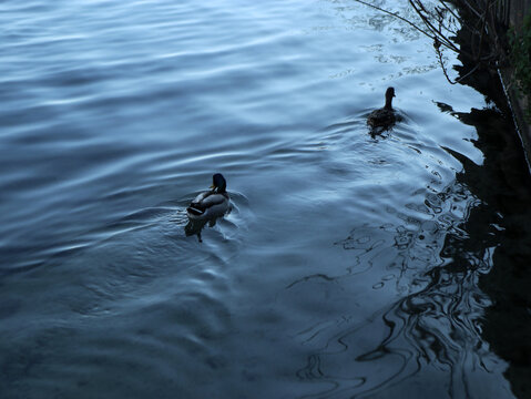 Anatra e Germano Reale nuotando delle acqua del fiume 