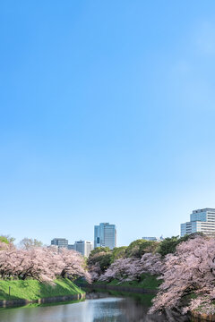 千鳥ヶ淵　桜　風景　東京　千代田区　コピースペース