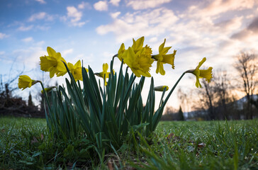 Kępa żonkili na porannej łące w kroplach rosy © kubikactive