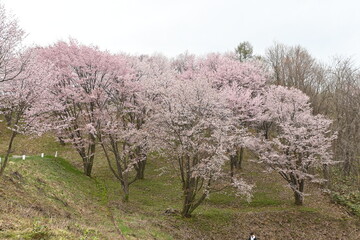 Naklejka premium Cherry blossoms in full bloom at Miyama Pass Sakura Garden, Kamifurano, Japan