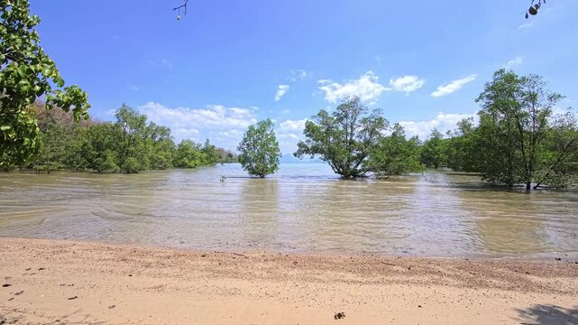 Shallow coastal water flowing through mangrove trees under bright blue sky