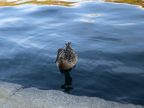 Esemplare di giovane Germano Reale nuotando delle acqua del fiume 