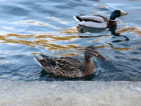 Anatra e Germano Reale nuotando delle acqua del fiume 