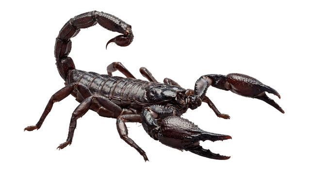 isolated A scorpion with a curved tail and large claws is displayed prominently on transparent background