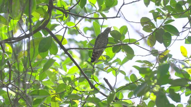 A female Asian Emerald Cuckoo hops on a fig tree branch, searching for food.