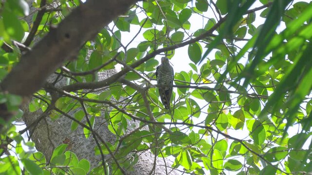 A female Asian Emerald Cuckoo perches on a fig tree branch to preen its feathers. Video 59.94fps