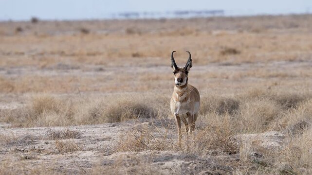 Pronghorn buck rubbing his face on a tumbleweed in the desert in Utah.