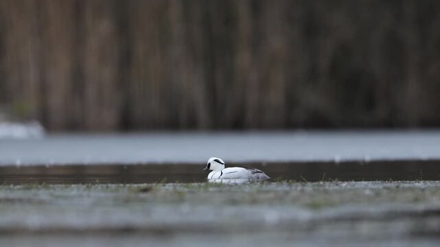 Smew female