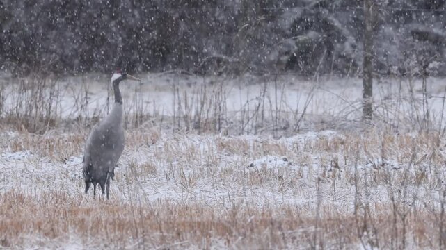 Common crane in snow