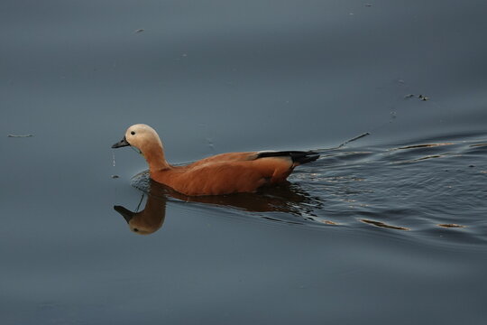 Ogar or the red duck on the river in Moscow





