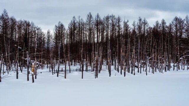 Biei, Japan at Aoike Blue Pond in winter 5101