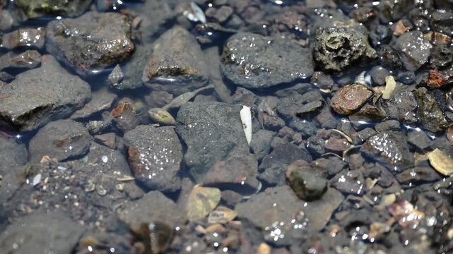 潮だまり岩場の生き物たち
「熊本県宇土市、住吉海岸の干潮時に現れる潮だまり（タイドプール）を撮影。澄んだ水の中を素早く動く小魚や、岩場に生息する巻貝、カニなどの豊かな沿岸生態系を捉えた映像素材です。自然環境や生物多様性の紹介、癒やしの風景動画に適しています。」
宇土市住吉(長部田海床路)
Creatures of the Tide Pools and Rocky Shores