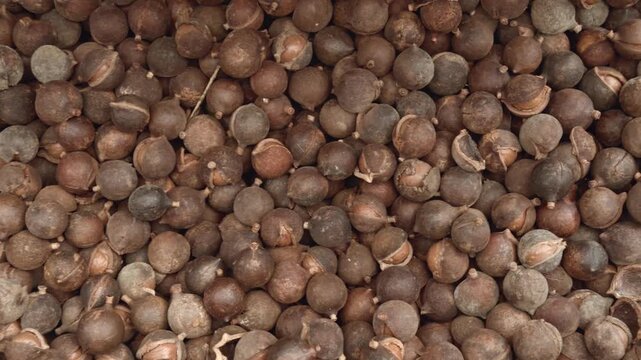 Macadamia nut, Queensland nut, bush nut, maroochi nut or bauple nut. Tropical Farms Macadamia Nuts. City of Honolulu, Ohau, Hawaii. 