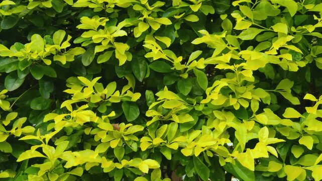Duranta erecta is a species of flowering shrub in the verbena family Verbenaceae. golden dewdrop, pigeon berry, and skyflower.  Tropical Farms Macadamia Nuts. City of Honolulu, Ohau, Hawaii. 