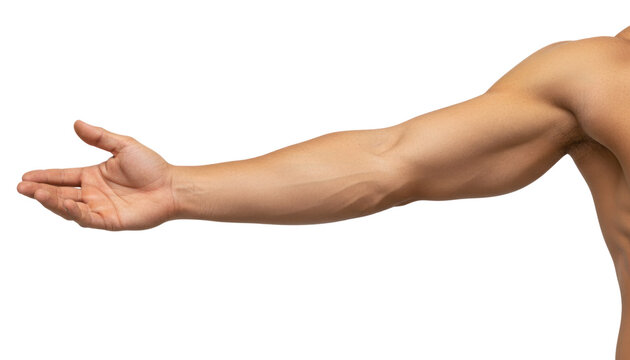 Muscular male arm extended, bare skin forearm and hand gesture, fitness anatomy detail for healthcare and training concepts isolated PNG with Transparent Background