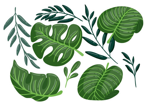 Monstera and Palm Leaves Illustration for Decorative Design and Greeting Card Template with Tropical Botanical Elements for Modern Natural Theme