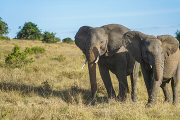 Fototapeta premium South Africa,Private Game Reserve,Two African elephants standing in a grassy savanna under a clear blue sky