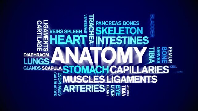 Anatomy animated word cloud-text design animation tag kinetic typography seamless loop.